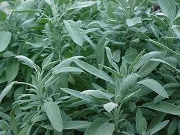 The Benefits Of Sage Herb