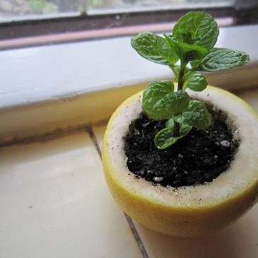 Growing Plants Within a Grapefruit Rind | How To Do It Easily and Effectively!