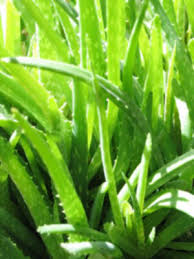 8 wonderful benefits of Aloe Vera | Aloe Vera benefits