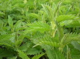2 Powerful Herbs For Energy| Codonopsis & Nettles