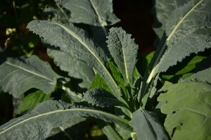 Kale Superfood Benefits 