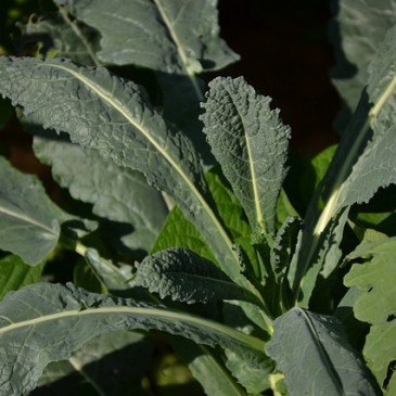 Why Kale Is One Of The Worlds Healthiest Foods| Insearch4success.com