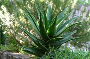 aloe-vera-plants