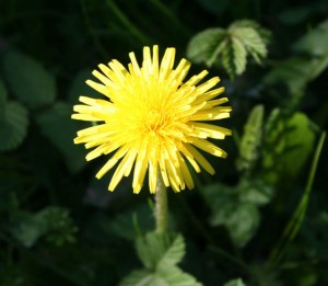 Dandelion,_Taraxacum_officinale_-_geograph.org.uk_-_412445