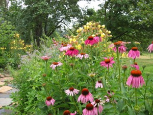 Echinacea