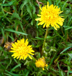 dandelion-flowers