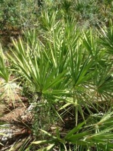 sawpalmetto