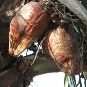 5 Reasons Coconut Oil Is Good For Your Health| Insearch4success.com