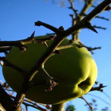 How Apple Cider Vinegar Can Improve Your Health| Insearch4success.com