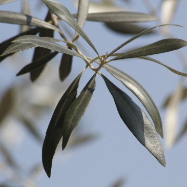 The Benefits Of Olive Leaf Extract |  Natures Awesome Cure