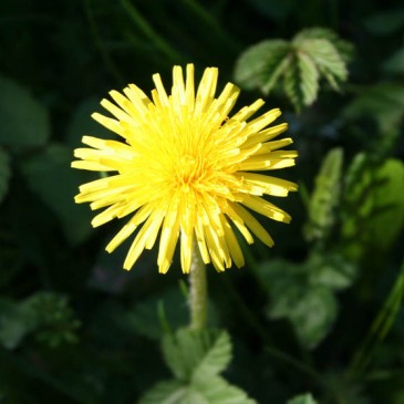 Dandelion Their Awesome Benefits | 10 Reasons To Use Dandelions